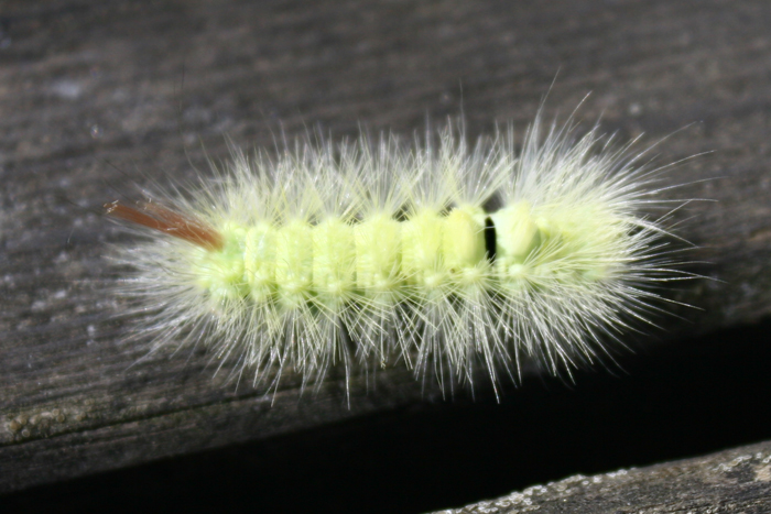 Un curioso incontro, chi ? - Calliteara pudibunda (larva)